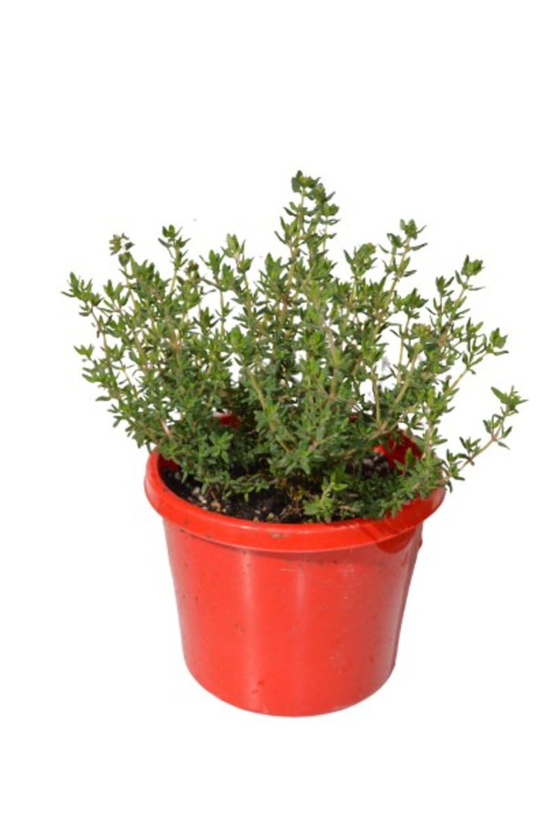 Thyme 115mm Pot (VN)
