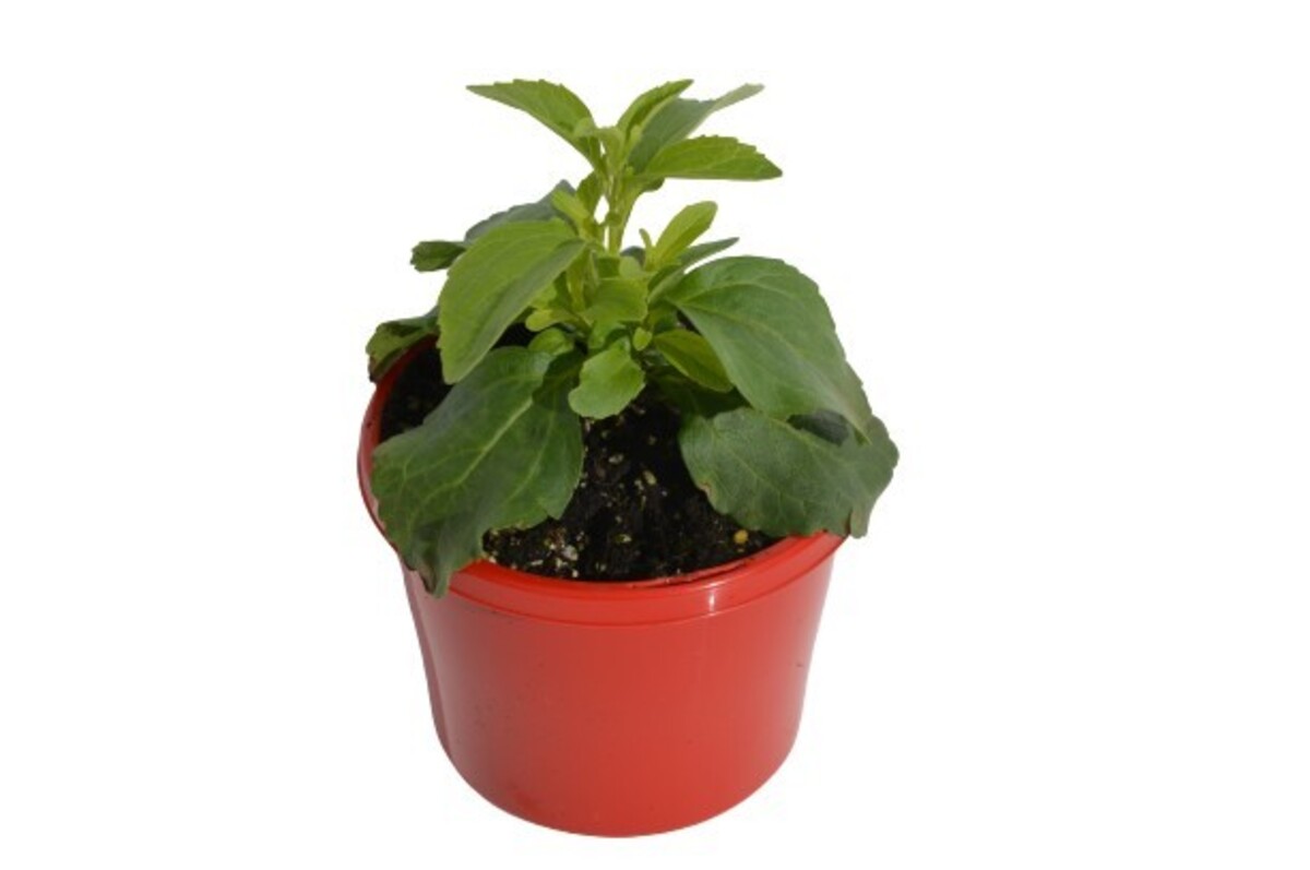 Stevia - Sweet Leaf 115mm Pot