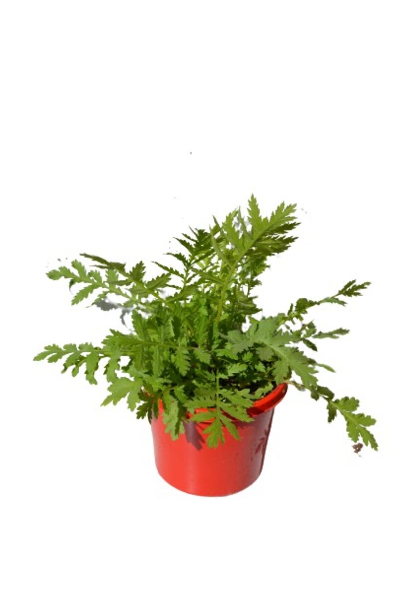 Tansy - 115mm Pot