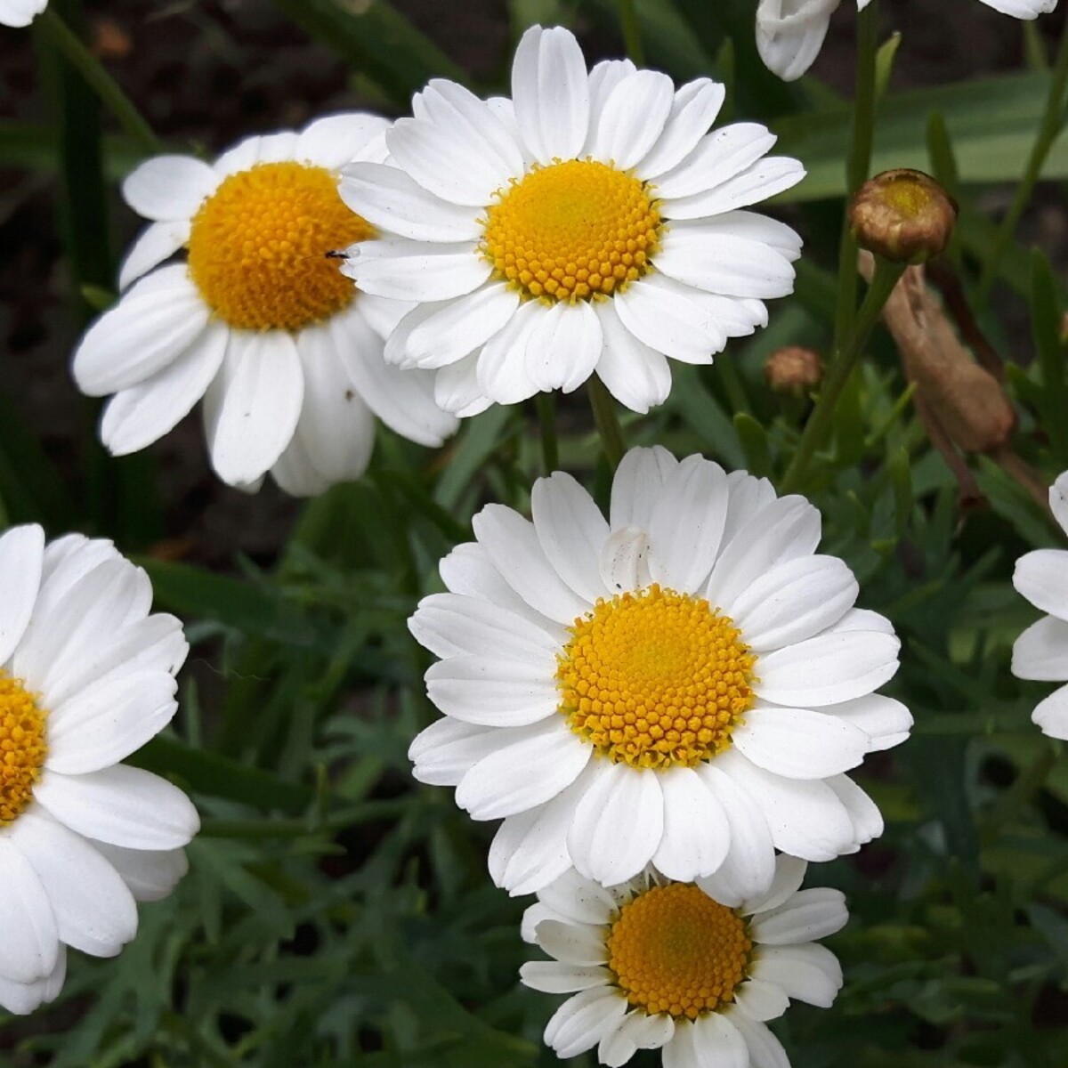 Argyranthemum - Summit White 150mm Pot (VN)