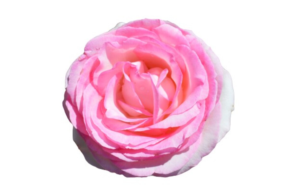 Rose Standard 3ft - Pink Pierre De Ronsard (PBR) 250mm Pot (VN)