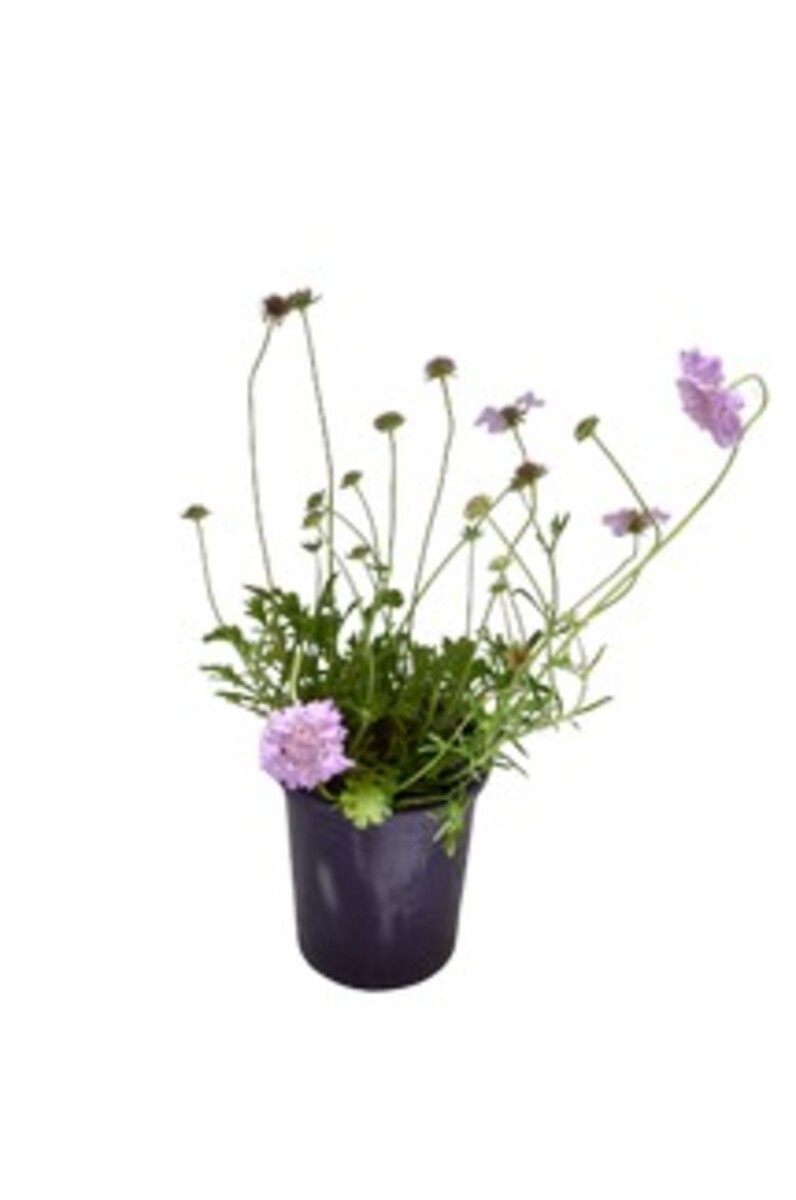 Scabiosa - Samanthas Pink 140mm Pot