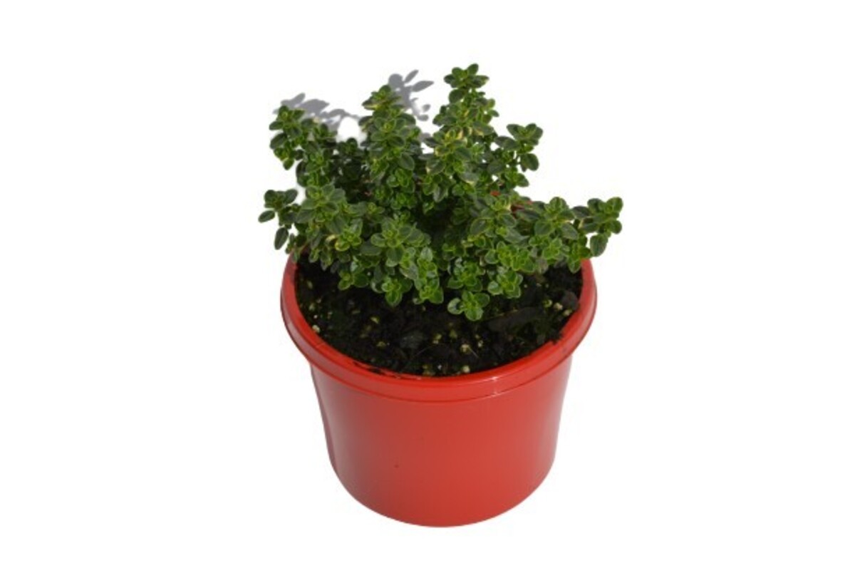 Thyme - Varigated Lemon 115mm Pot (VN)
