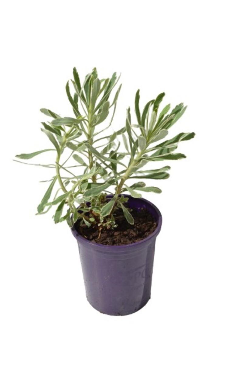 Euphorbia - Silver Swan 140mm Pot
