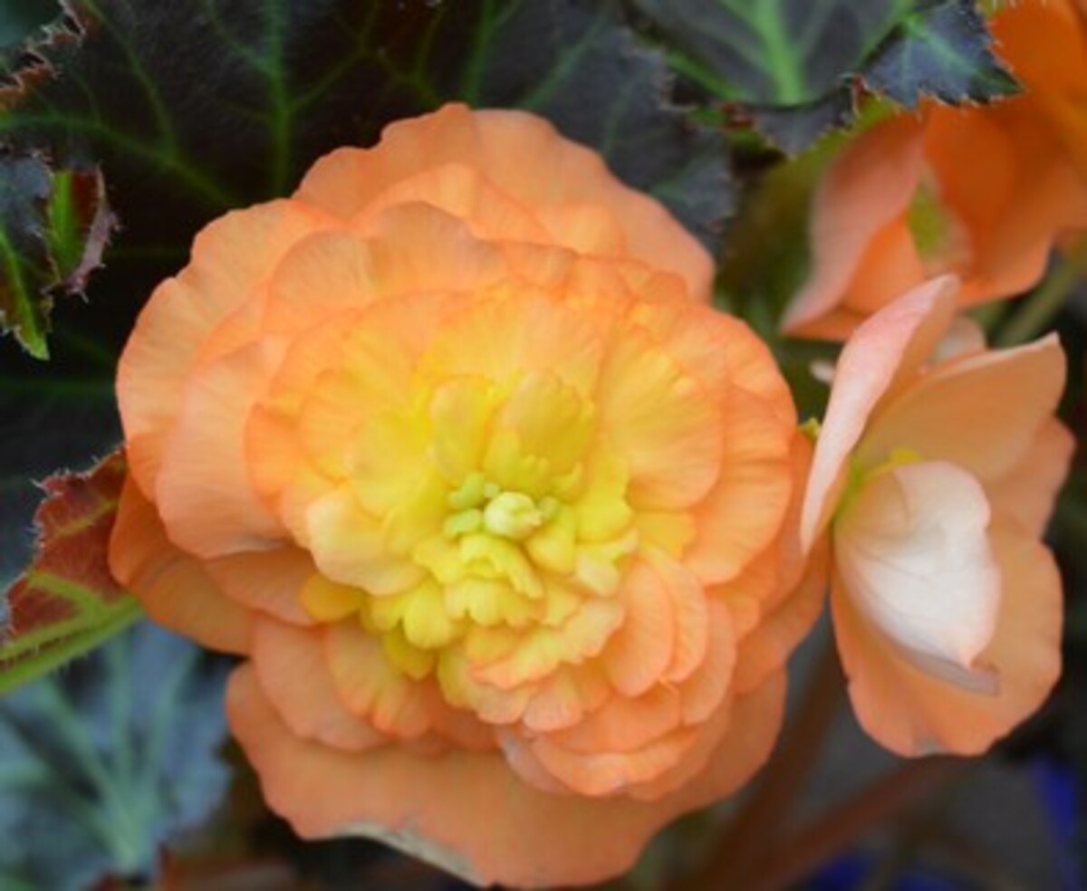 Begonia - Non-stop Mocca Mix 150mm Pot (VN)