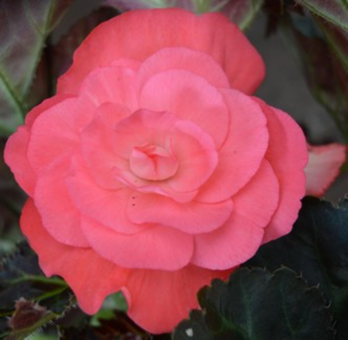 Begonia - Non-stop Mocca Mix 150mm Pot (VN)