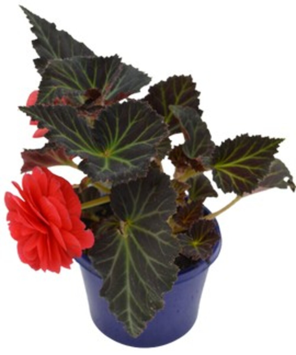 Begonia - Non-stop Mocca Mix 150mm Pot (VN)
