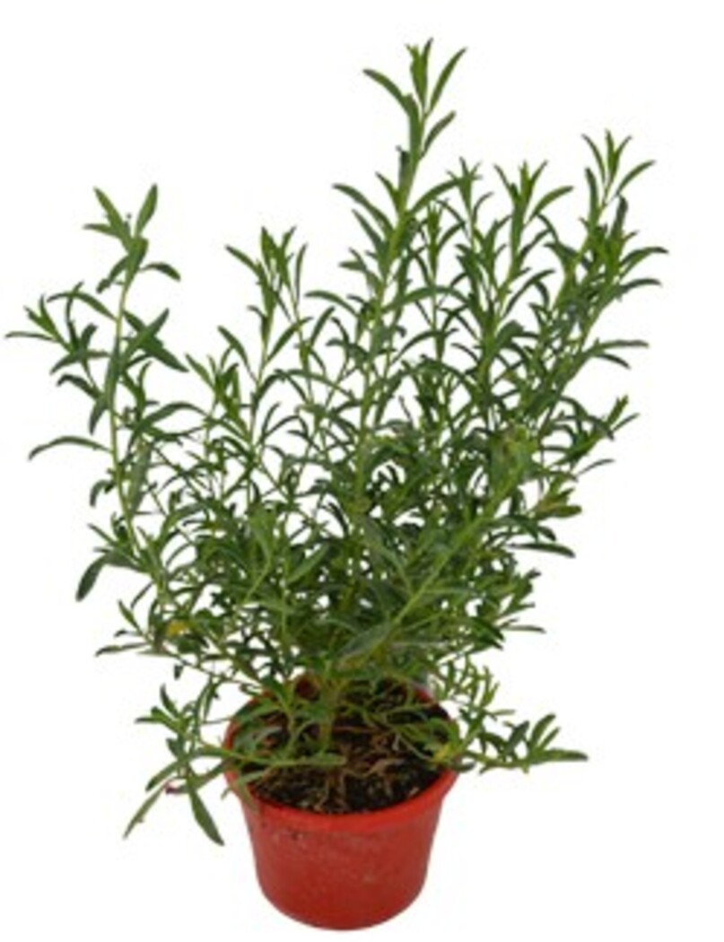 Philotheca - Winter Rouge 150mm Pot (VN)