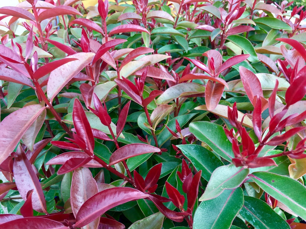 Metrosideros - Fiji 150mm Pot (VN)