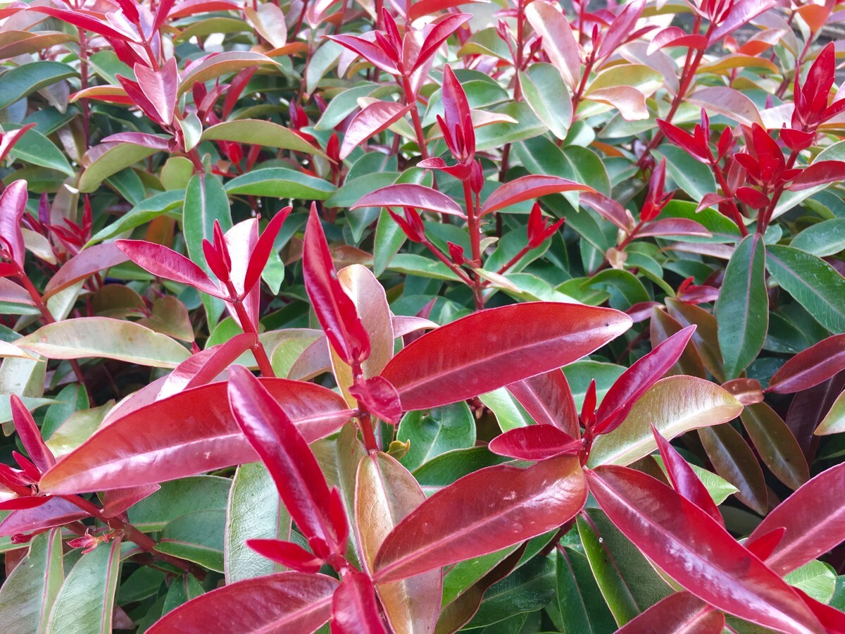 Metrosideros - Fiji 150mm Pot (VN)