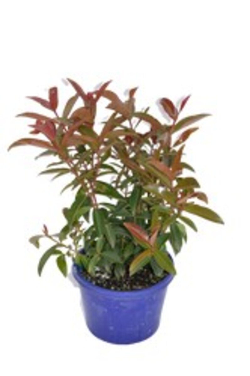 Metrosideros - Fiji 150mm Pot (VN)