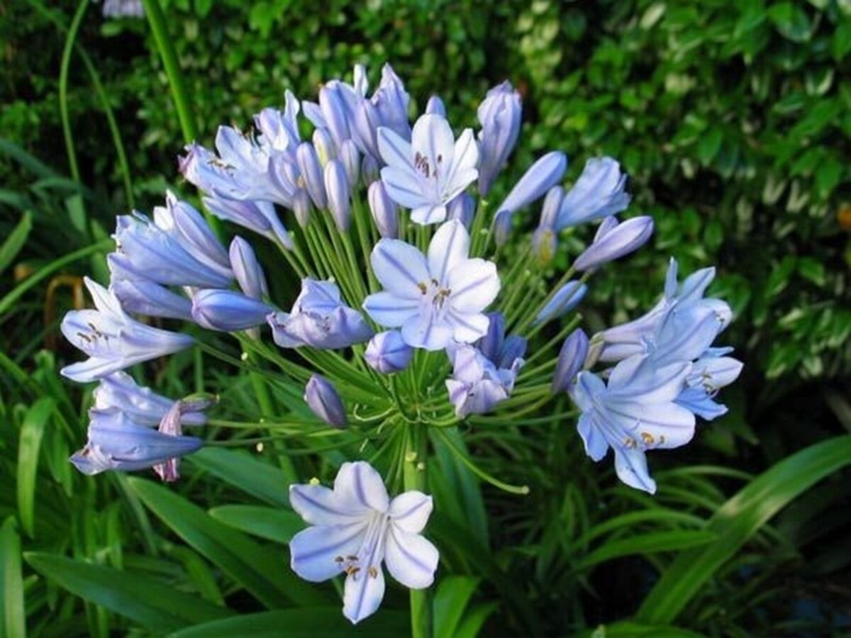 Agapanthus - Baby Blue 150mm Pot (VN)