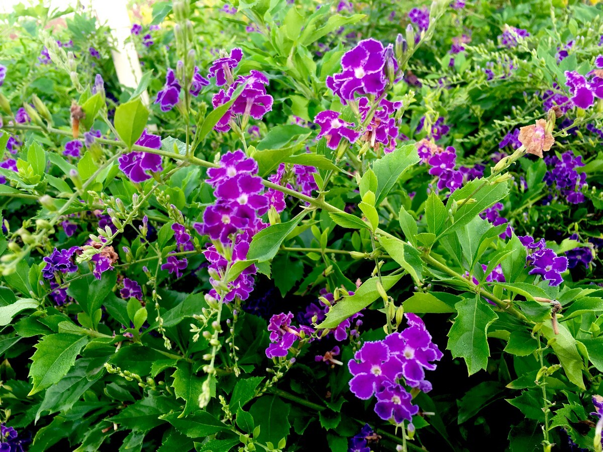 Duranta - Geisha Girl 150mm Pot (VN)