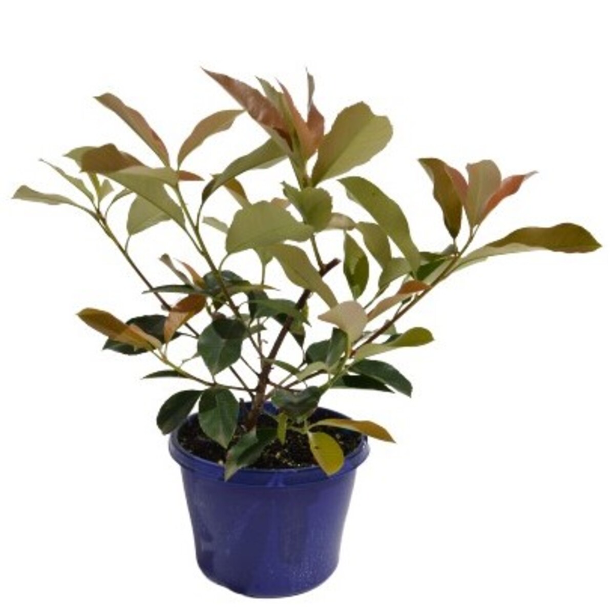 Photinia - Red Robin 150mm Pot (VN)