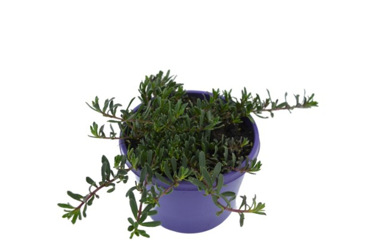 Myoporum - Broad Leaf Form 150mm Pot (VN)