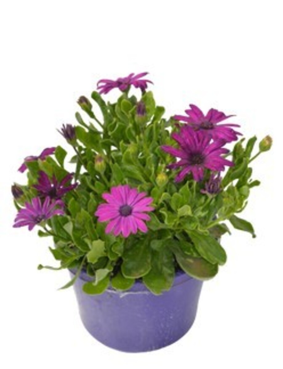 Osteospermum - Serenity Dark Purple 150mm Pot (VN)