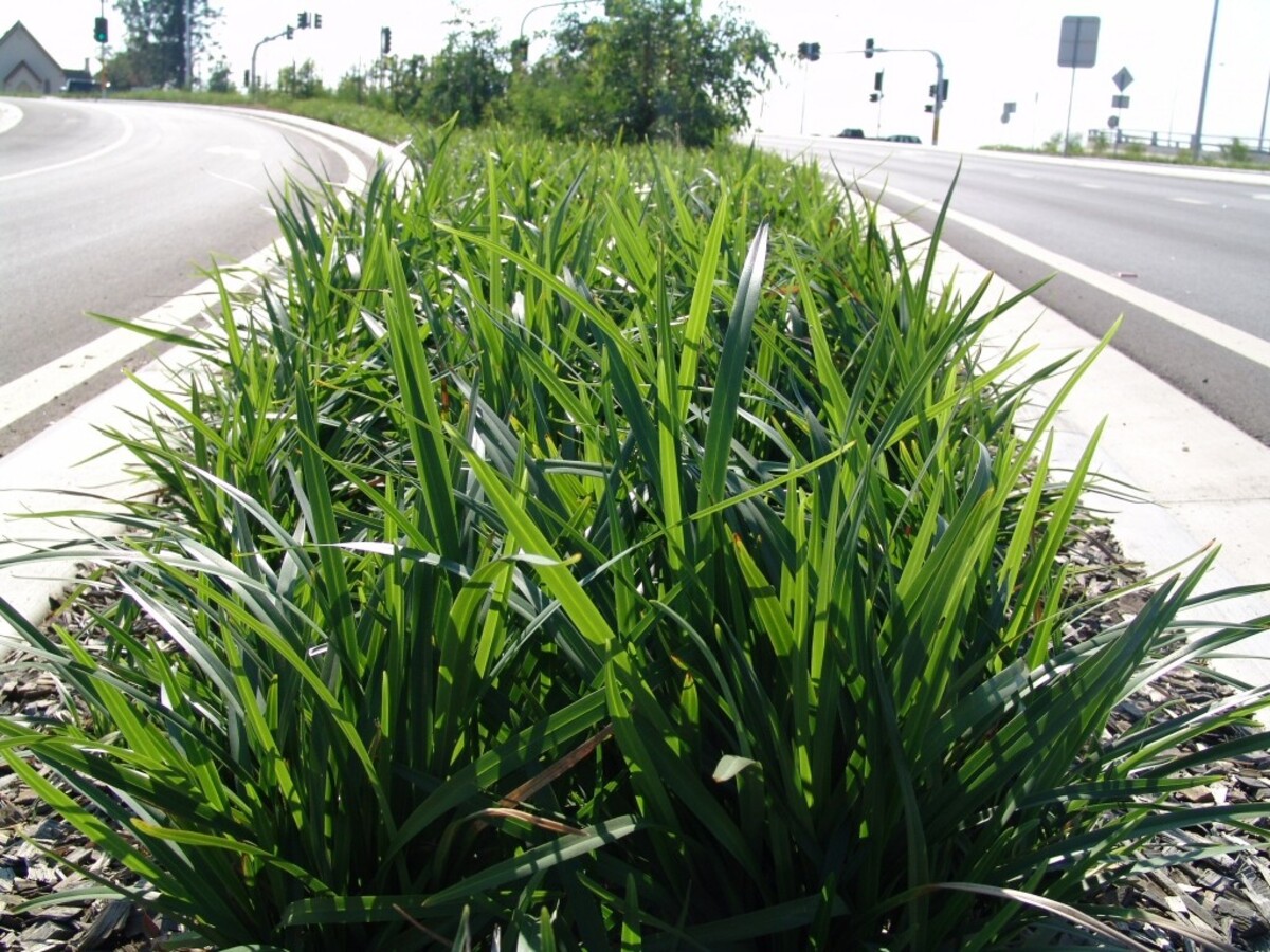 Dianella - Breeze 150mm Pot (VN)