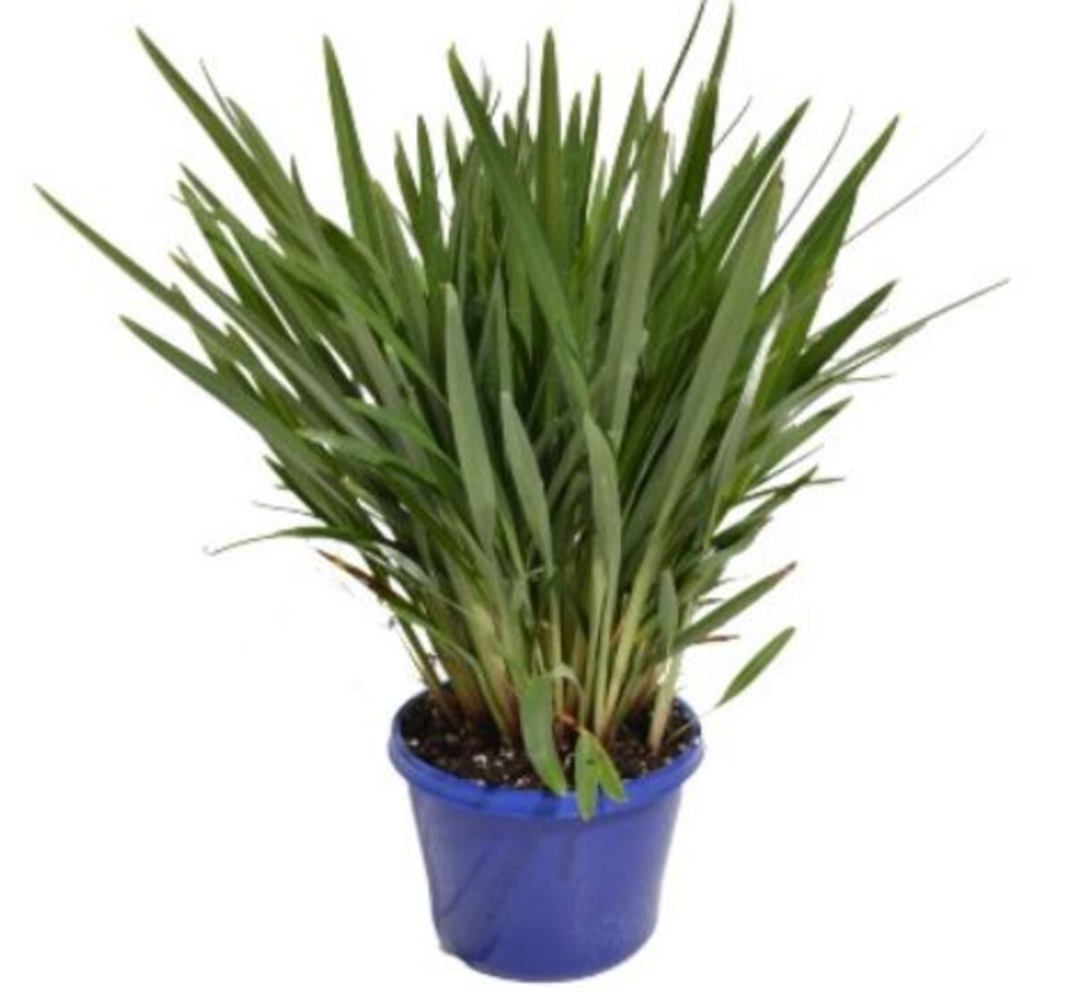 Dianella - Breeze 150mm Pot (VN)