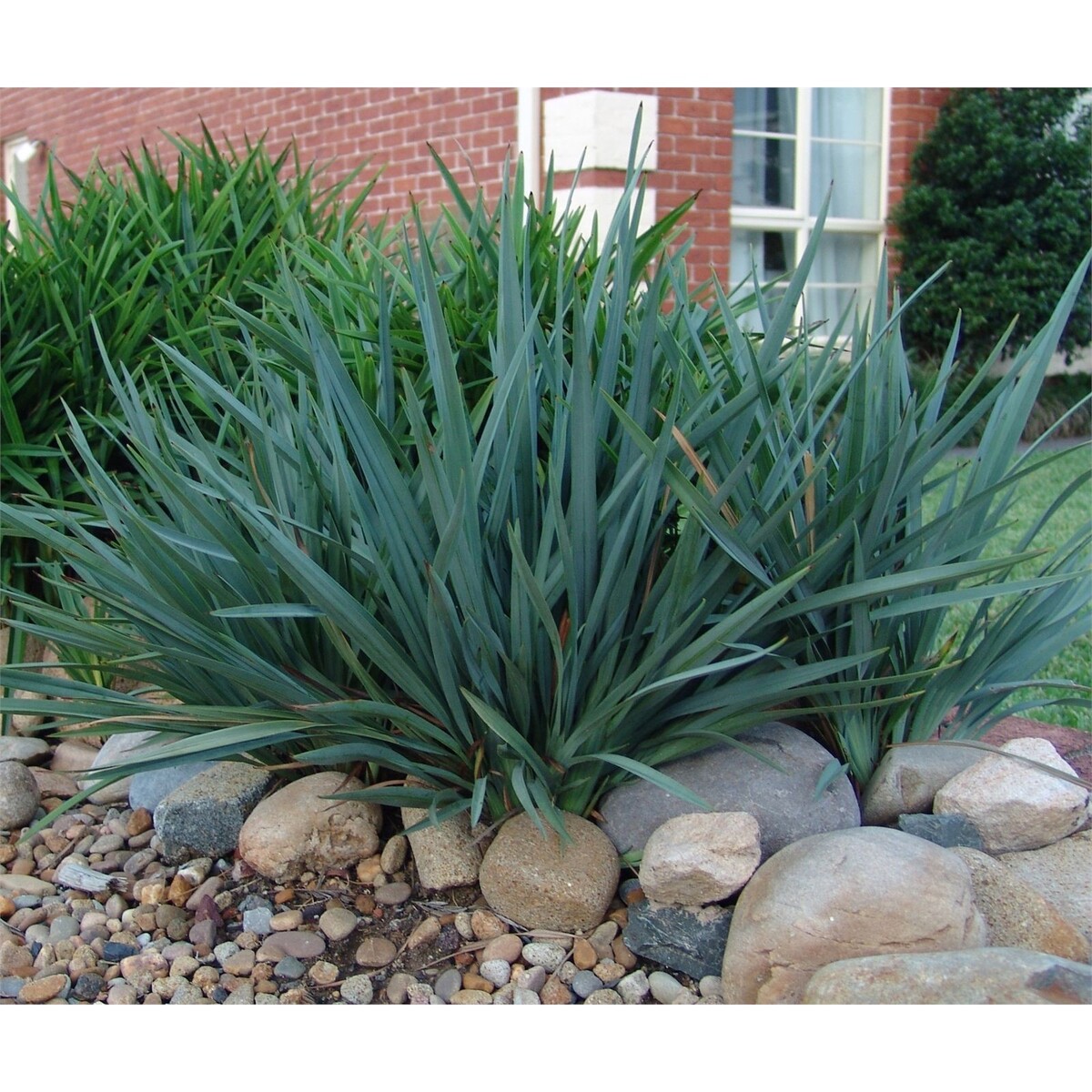 Dianella - Cassa Blue 150mm Pot (VN)