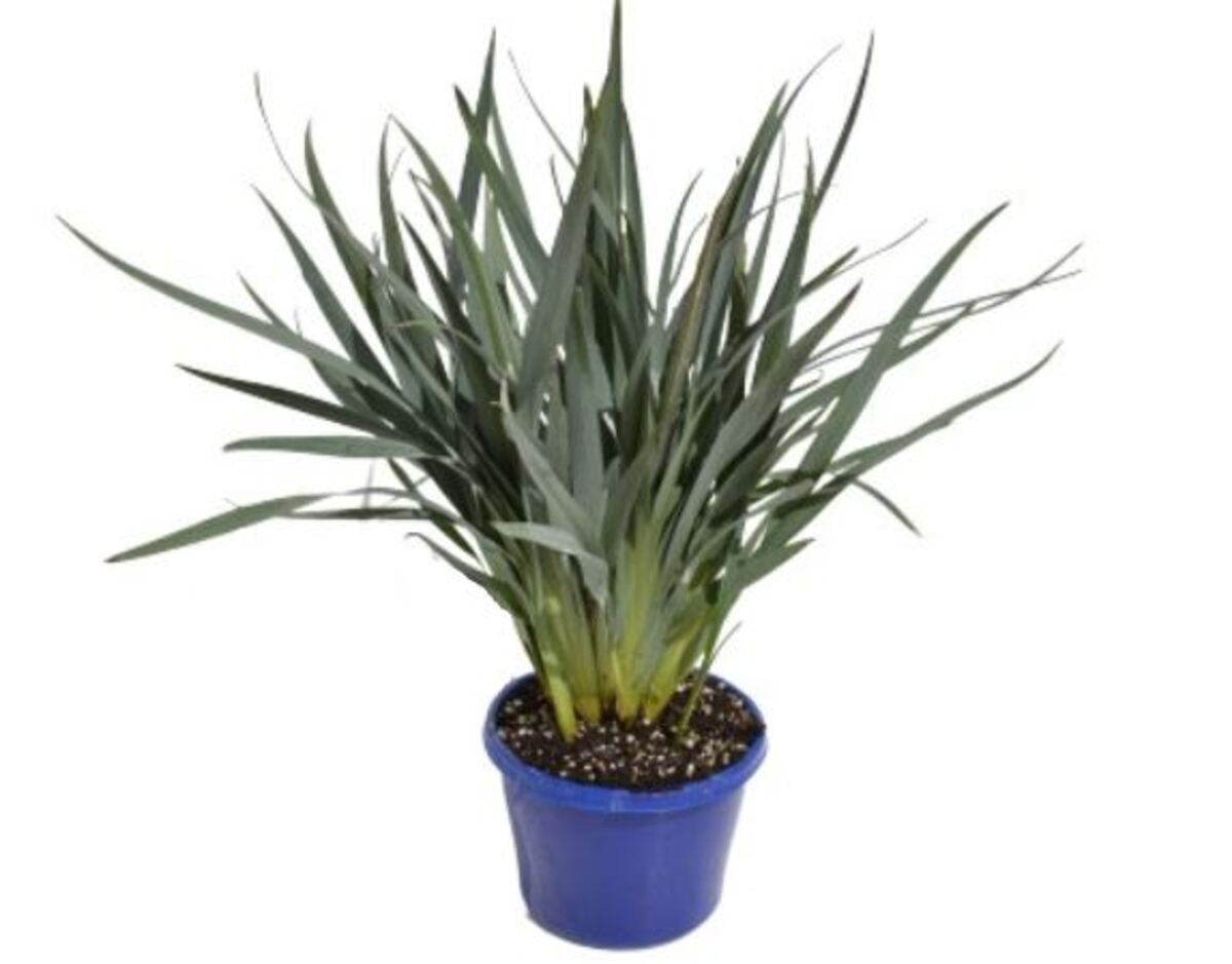 Dianella - Cassa Blue 150mm Pot (VN)