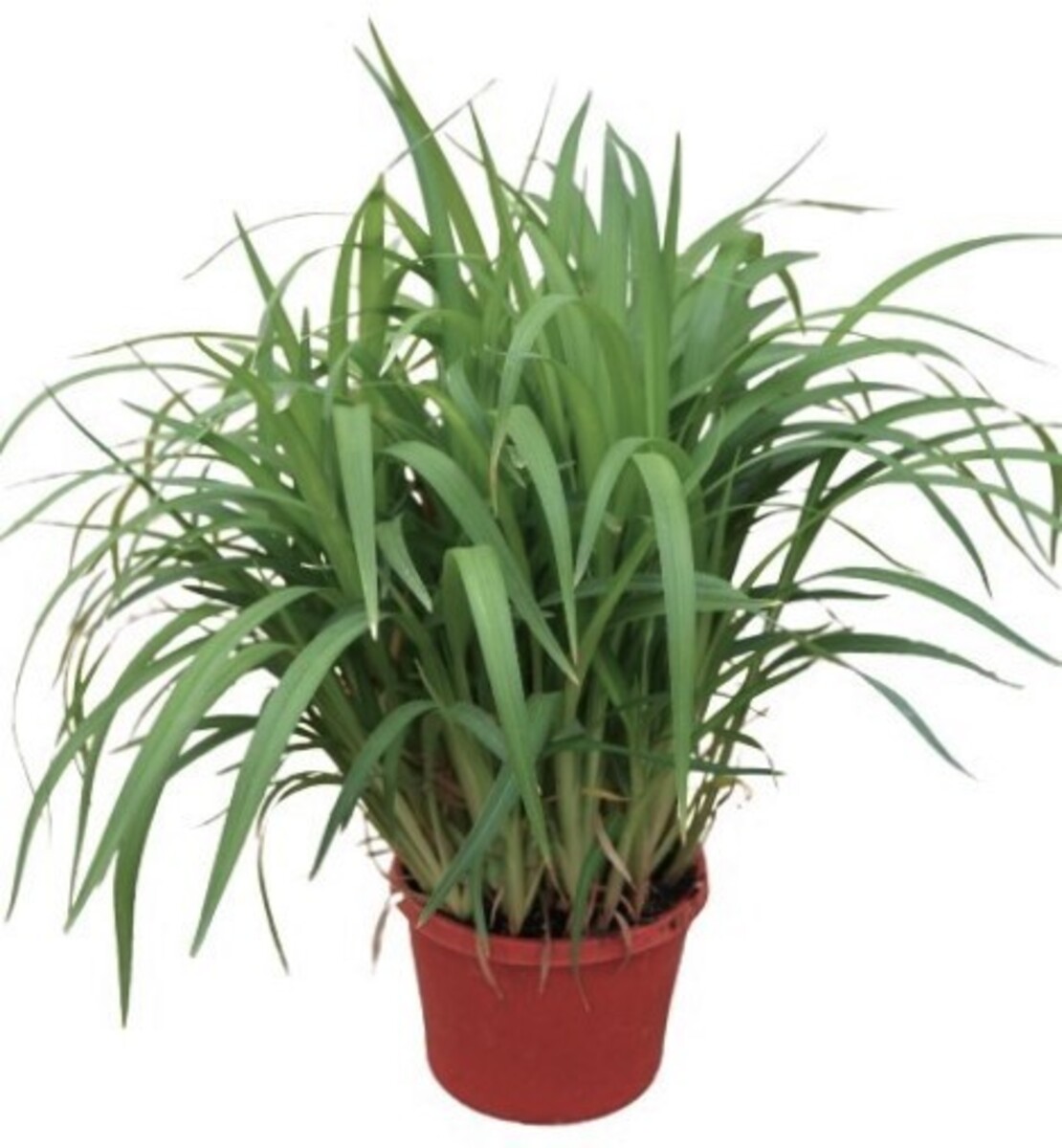 Dianella - Little Jess 150mm Pot (VN)