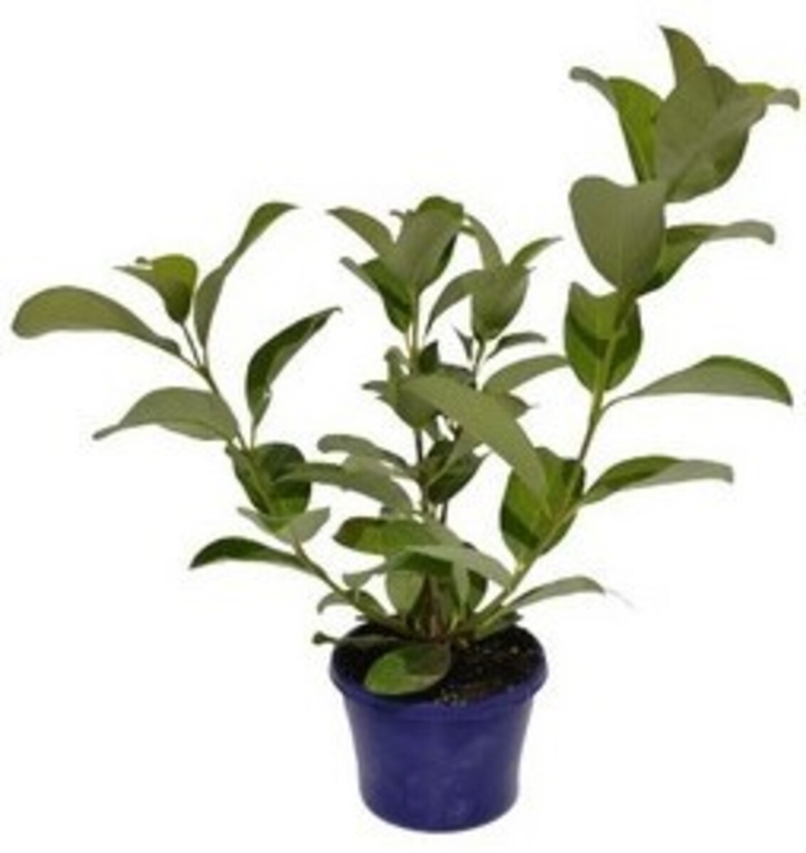 Viburnum - Sweet 150mm Pot (VN)