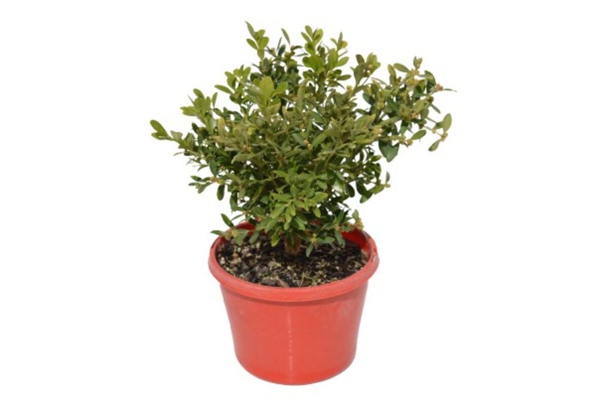 Buxus Koreana - Korean Box 150mm Pot