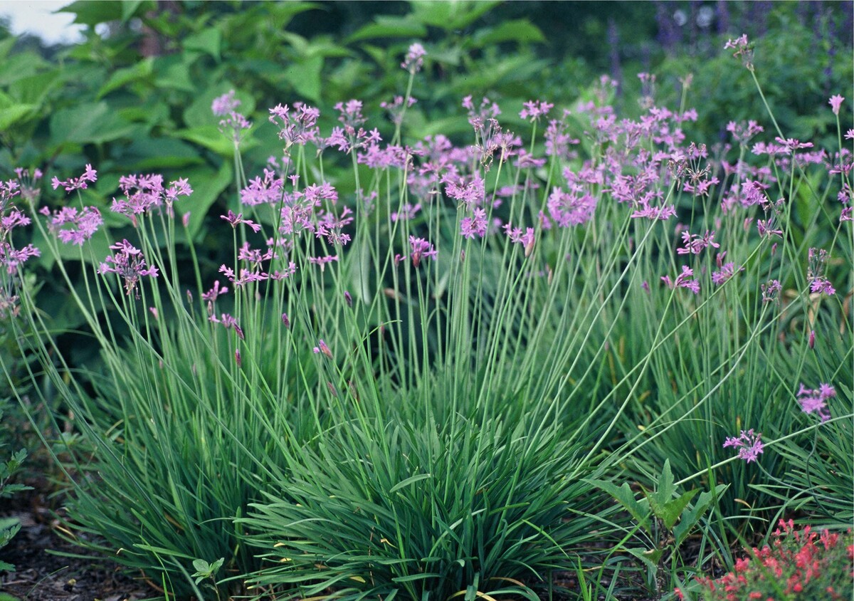 Tulbaghia violacea - Society Garlic 150mm Pot (VN)