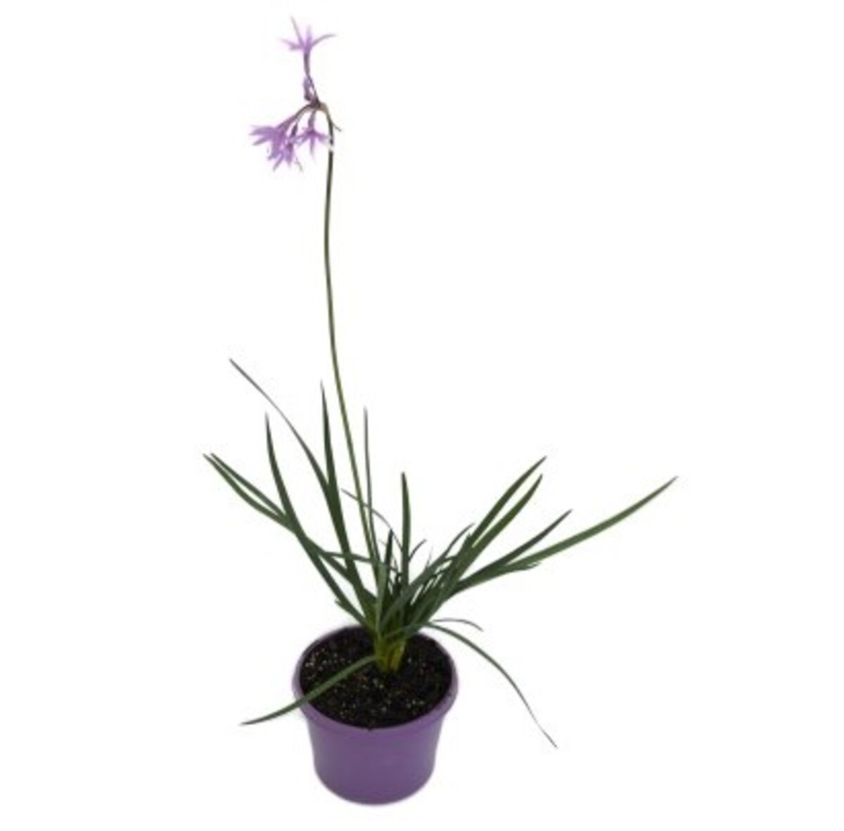 Tulbaghia violacea - Society Garlic 150mm Pot (VN)