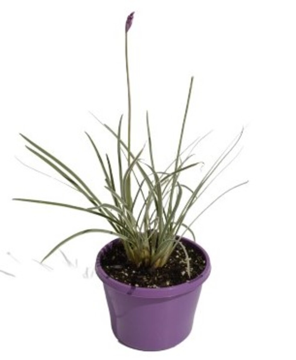 Tulbaghia variegata - Variegated Society Garlic 150mm Pot (VN)