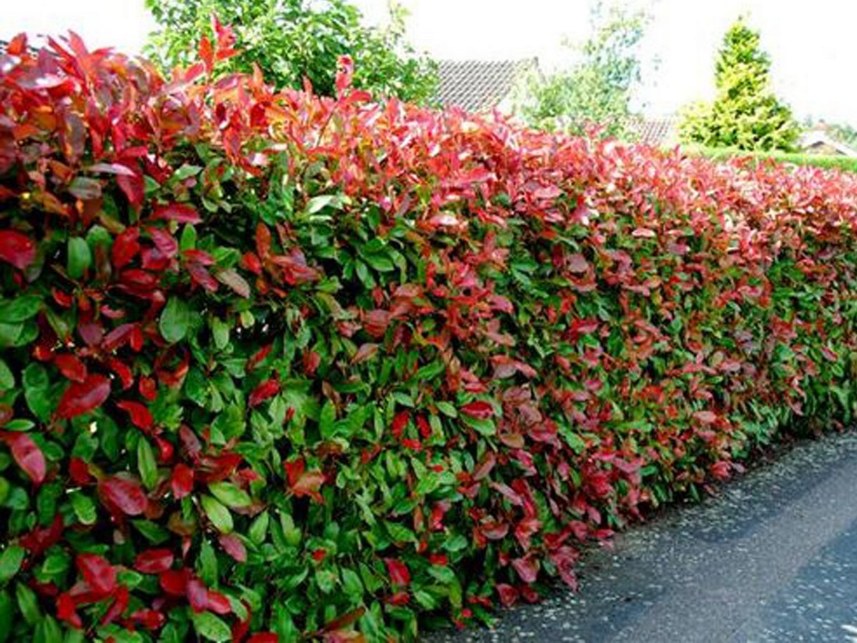 Photinia - Robusta 150mm Pot (VN)