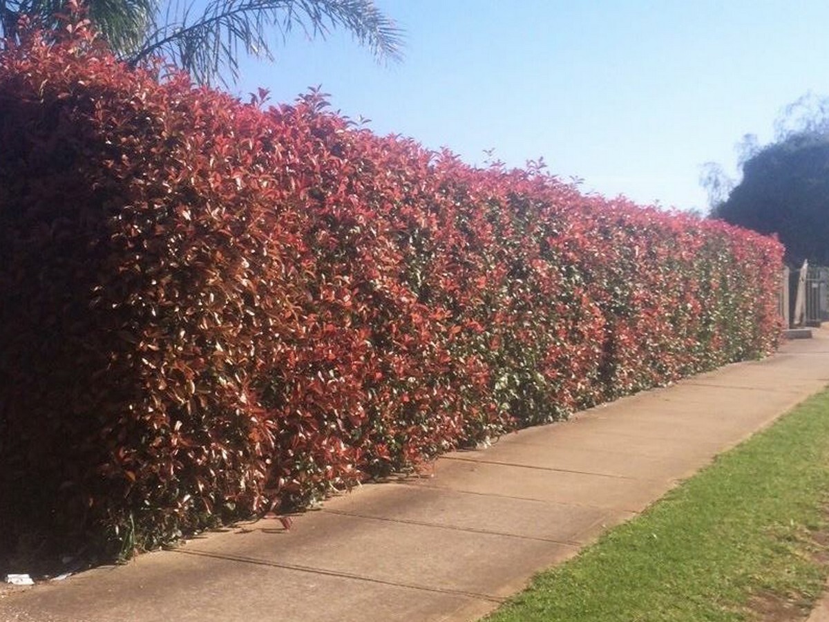 Photinia - Robusta 150mm Pot (VN)