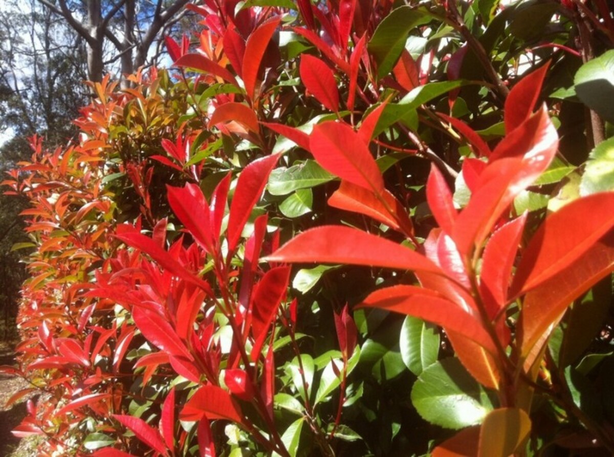Photinia - Robusta 150mm Pot (VN)