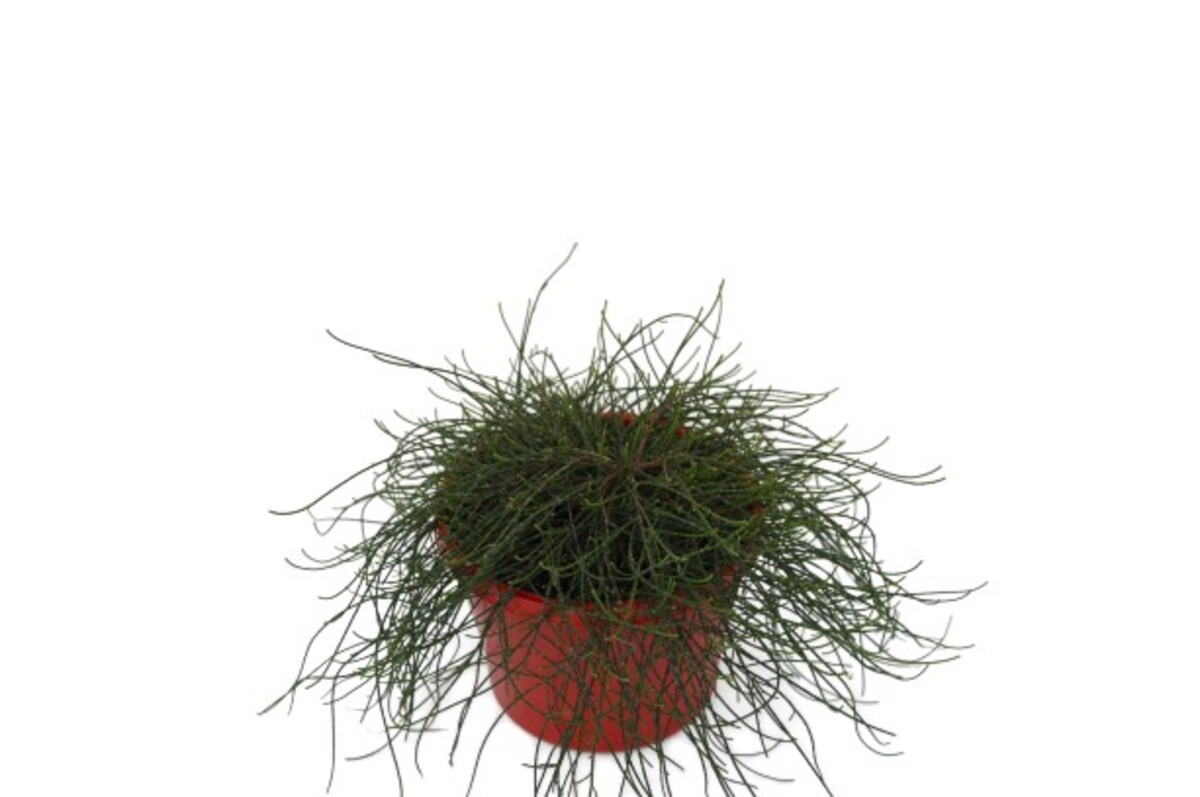 Casuarina glauca - Cousin It 150mm Pot (VN)