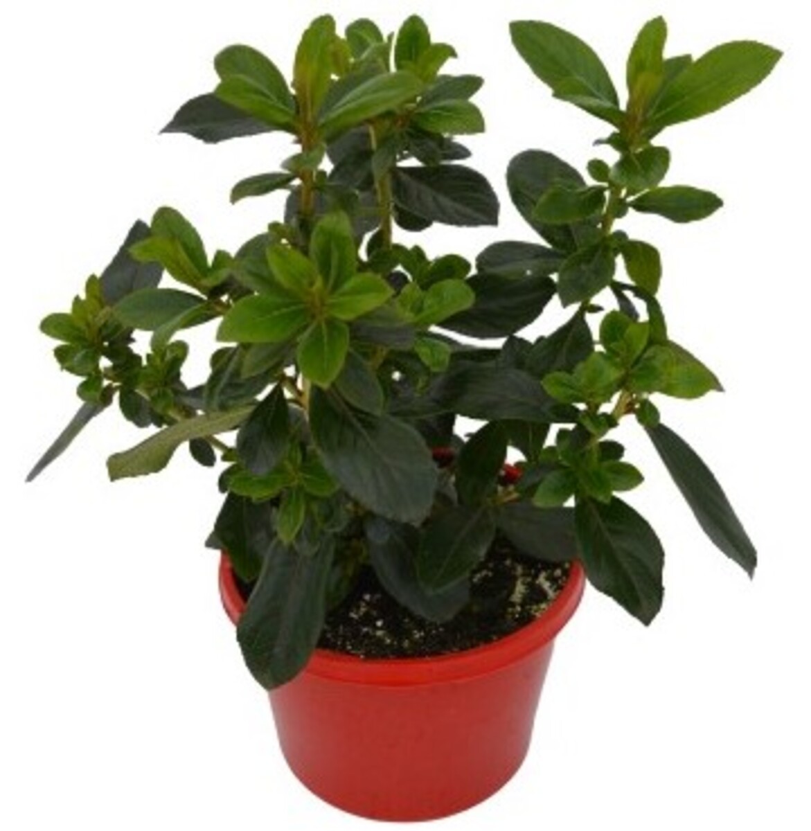 Escallonia - Red Knight 150mm Pot (VN)