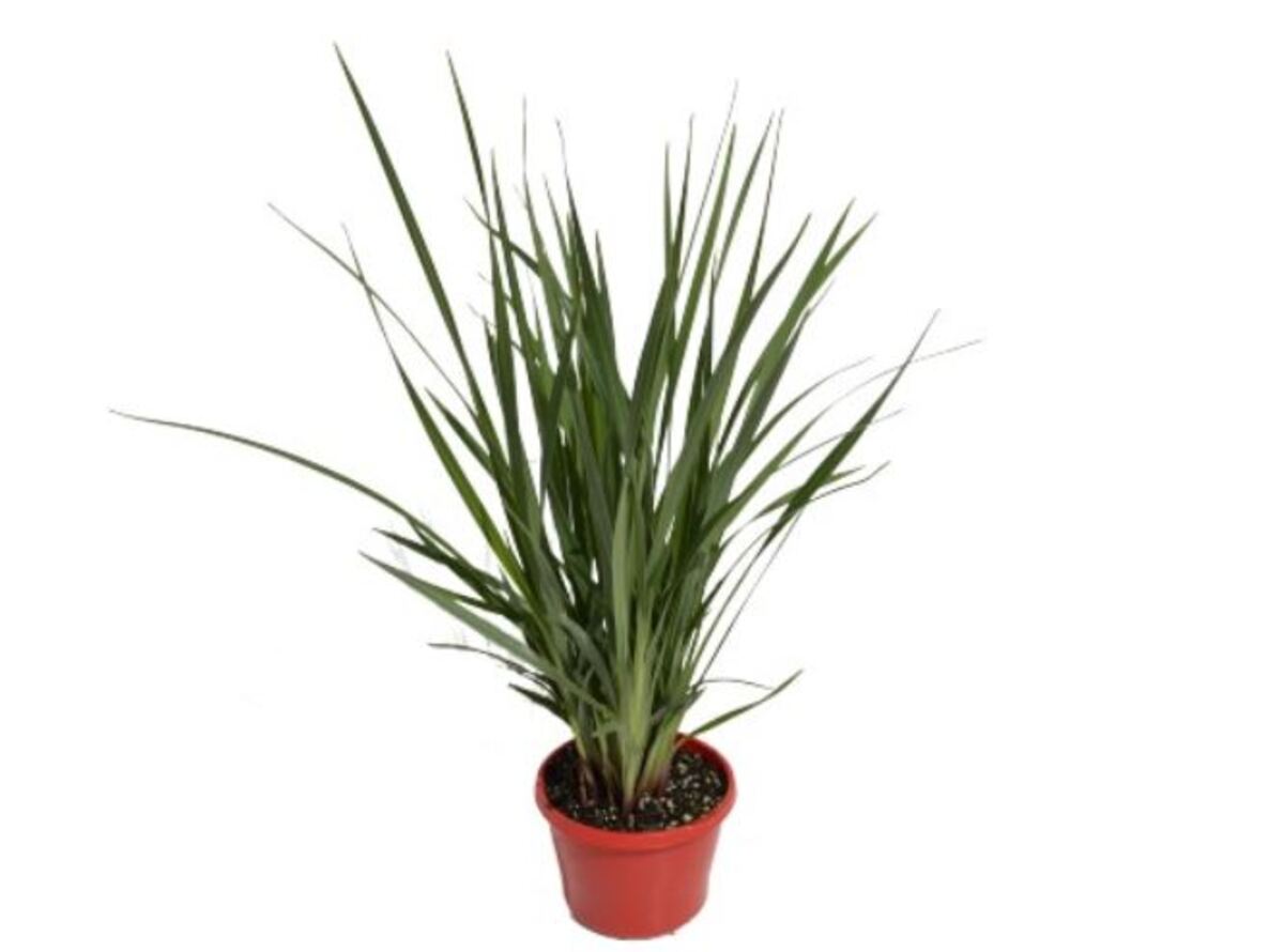 Dianella - Kentlyn 150mm Pot (VN)