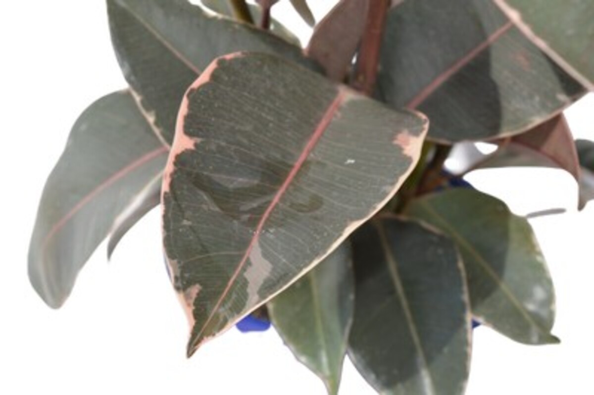 Ficus elastica - Tineke 150mm Pot (VN)