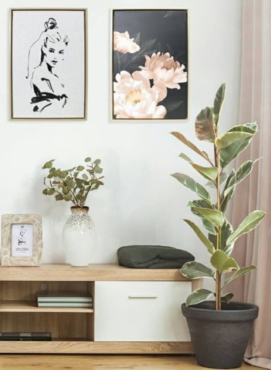 Ficus elastica - Tineke 150mm Pot (VN)