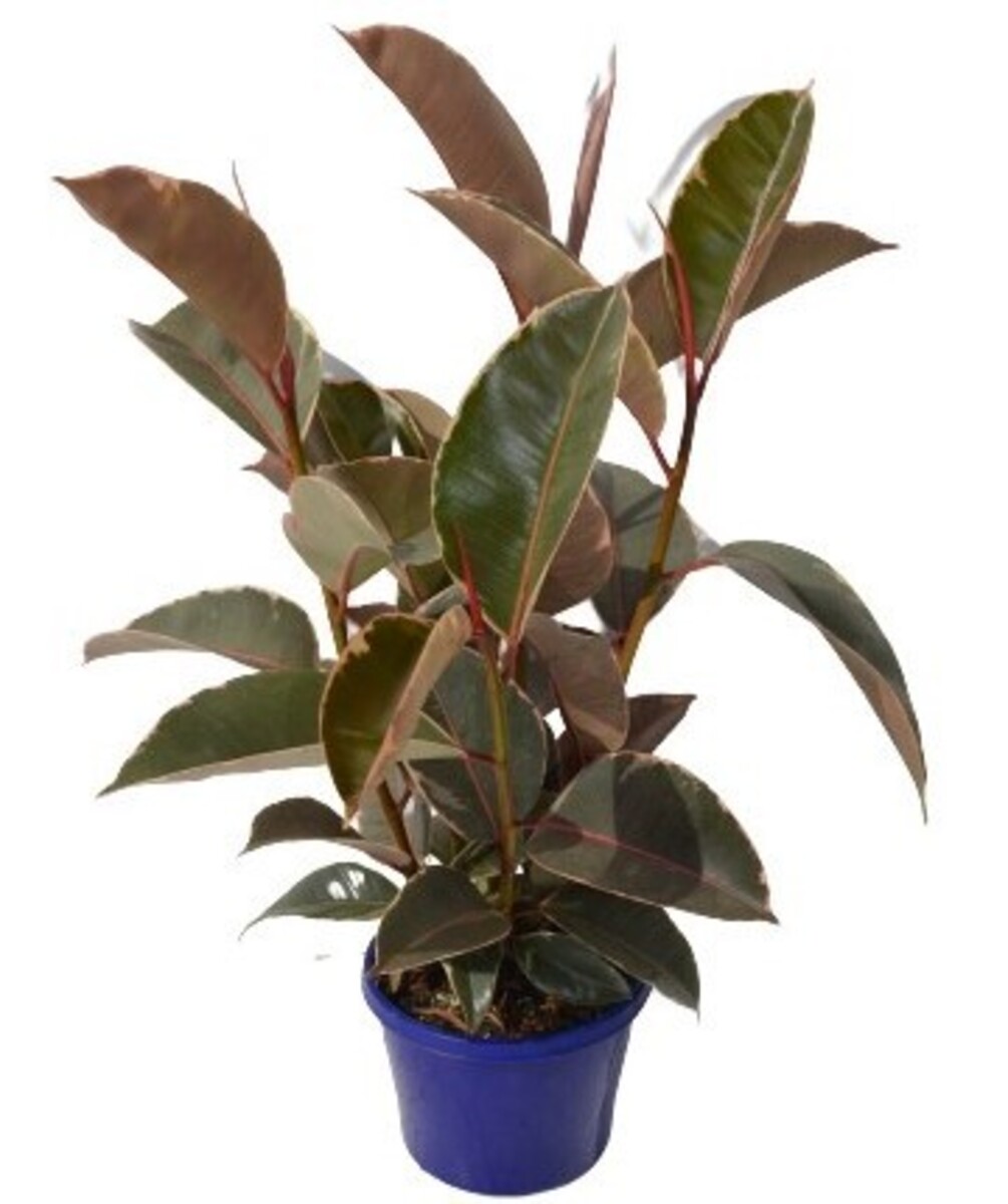 Ficus elastica - Tineke 150mm Pot (VN)