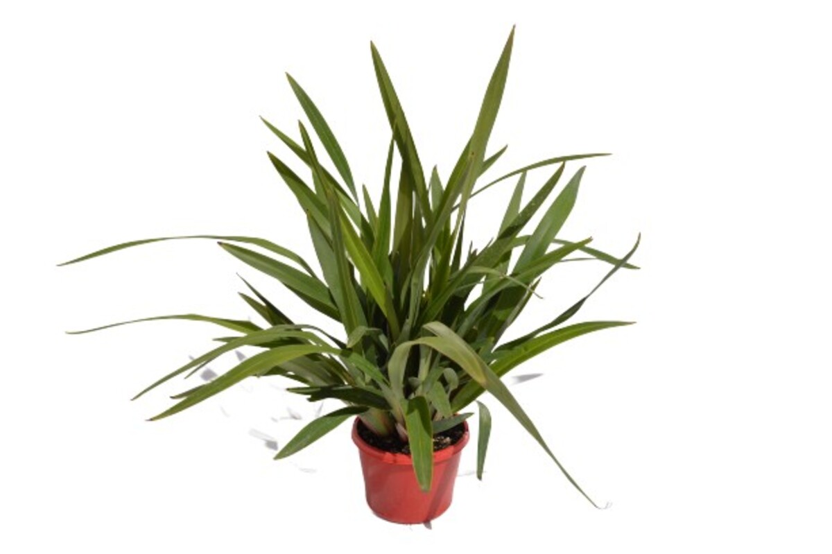 Dianella - Tasred 150mm Pot (VN)