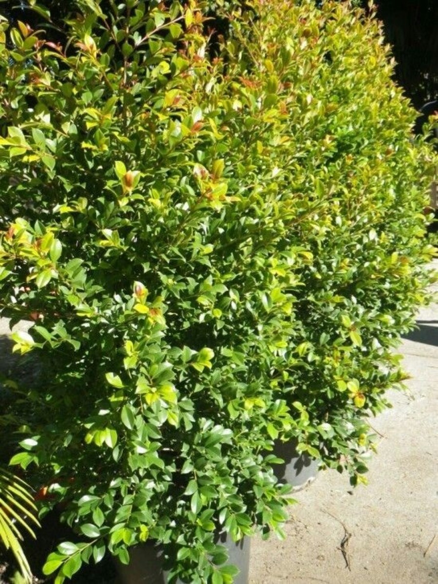 Syzygium - Backyard Bliss 200mm Pot