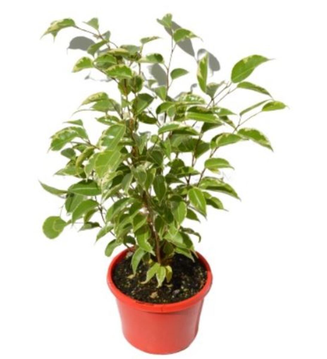 Ficus - Variegated Weeping Fig 150mm Pot (VN)