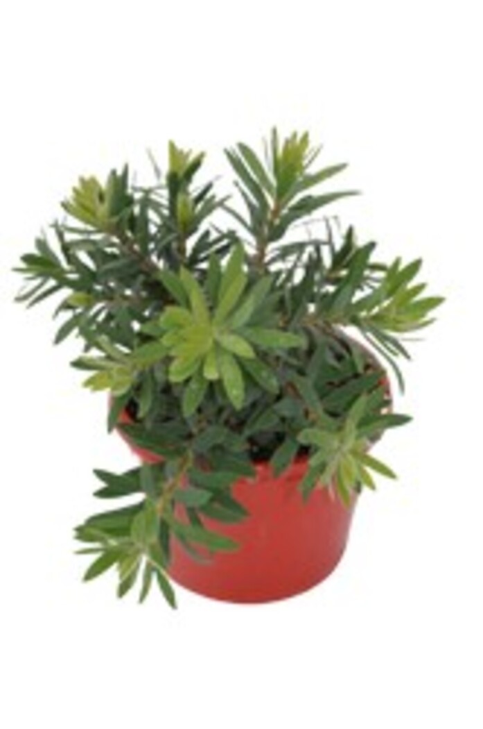 Callistemon - Little John 150mm Pot (VN)