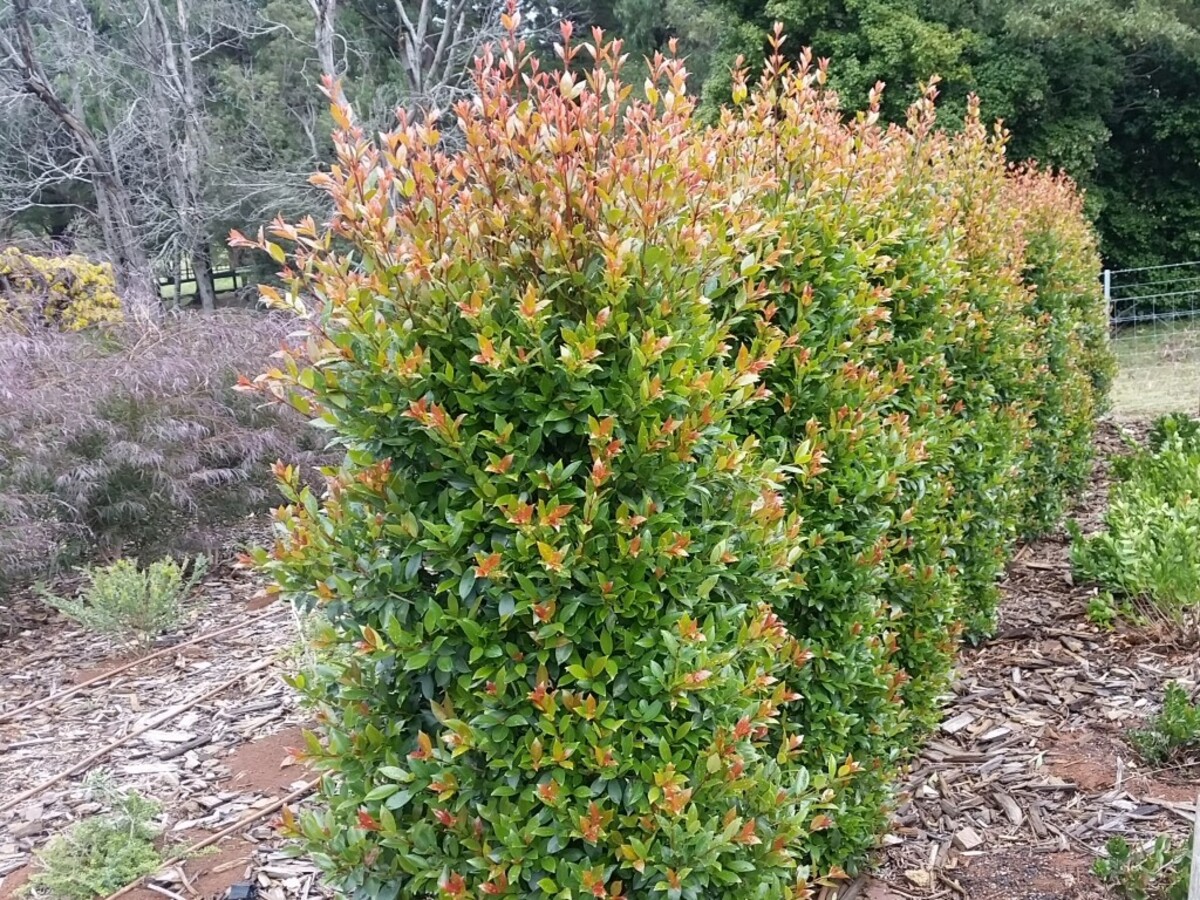 Syzygium - Hinterland Gold 150mm Pot (VN)