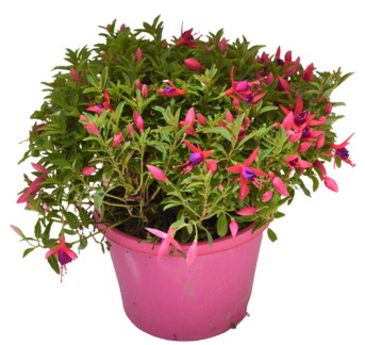 Fuchsia - Electric Lights 150mm Pot (VN)