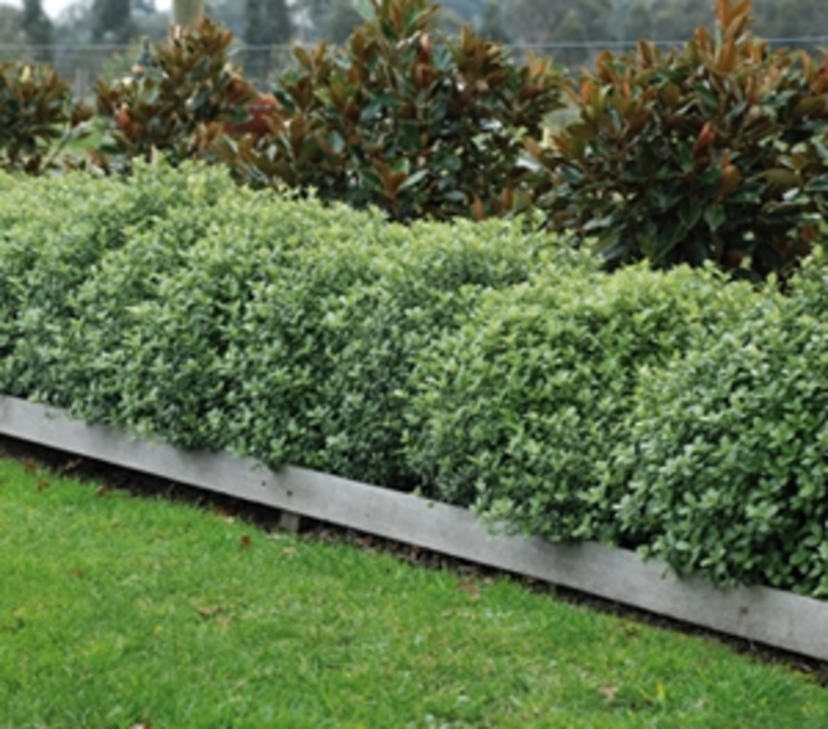 Pittosporum - Golf Ball 150mm Pot (VN)