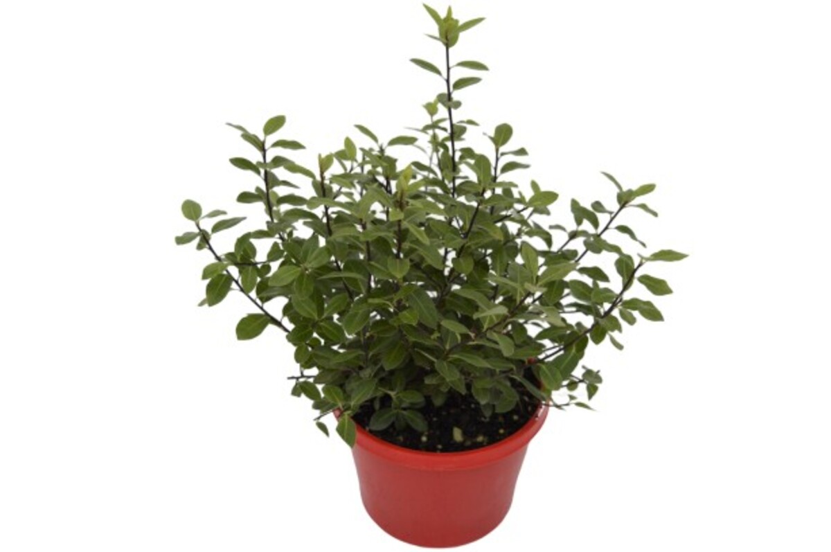 Pittosporum - Golf Ball 150mm Pot (VN)