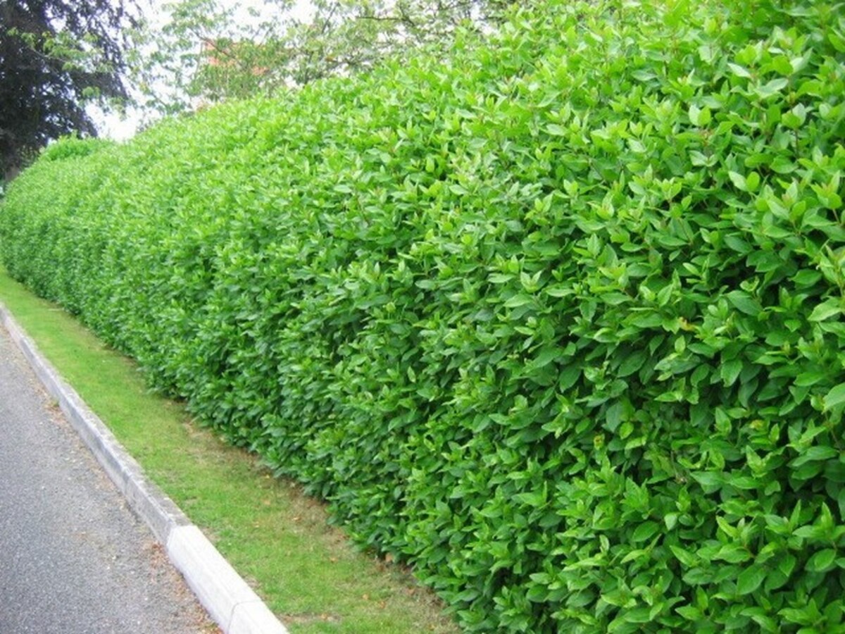 Viburnum - Tinus Laurustinus 150mm Pot (VN)