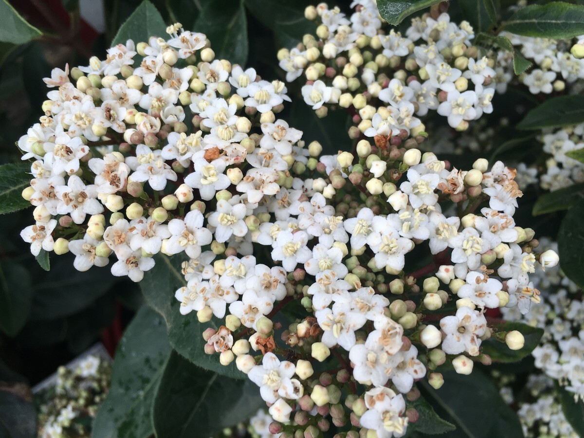 Viburnum - Tinus Laurustinus 150mm Pot (VN)