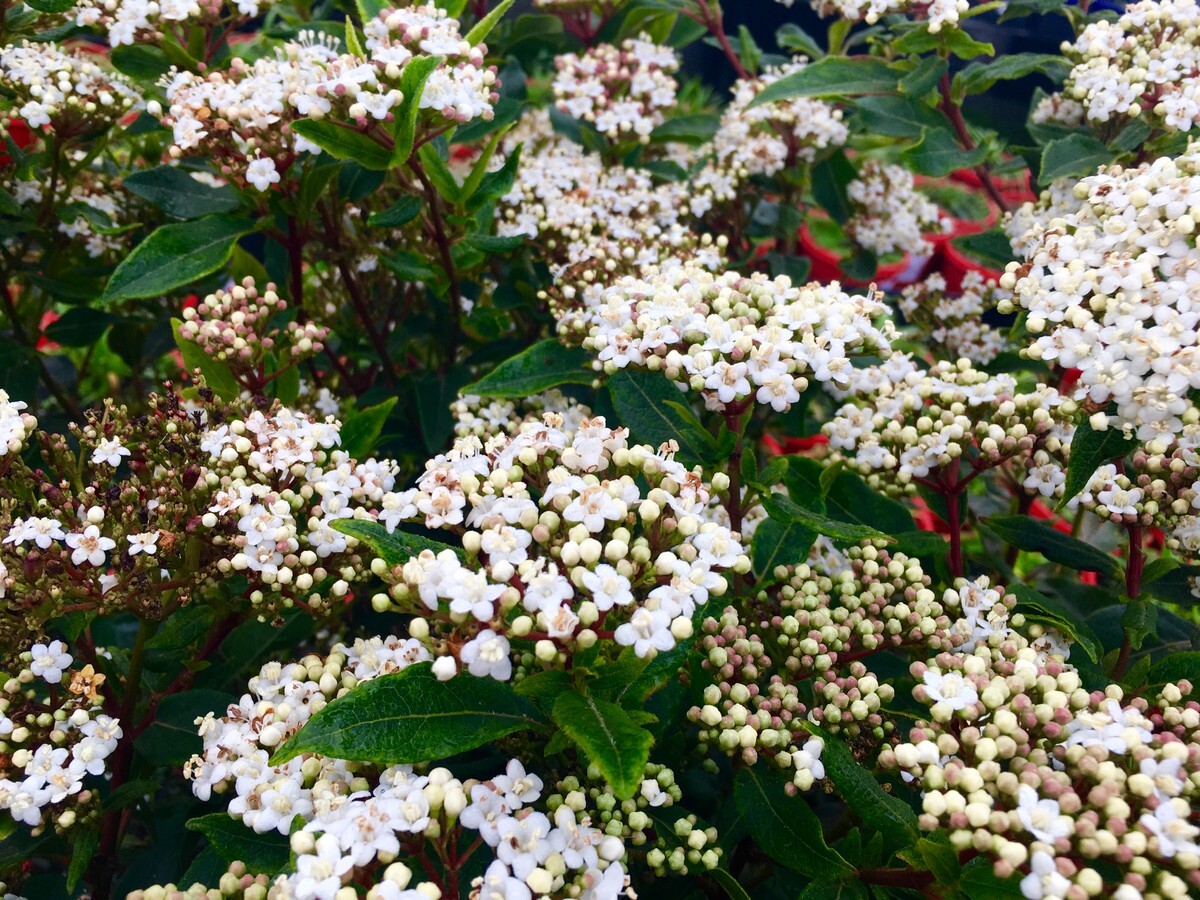 Viburnum - Tinus Laurustinus 150mm Pot (VN)